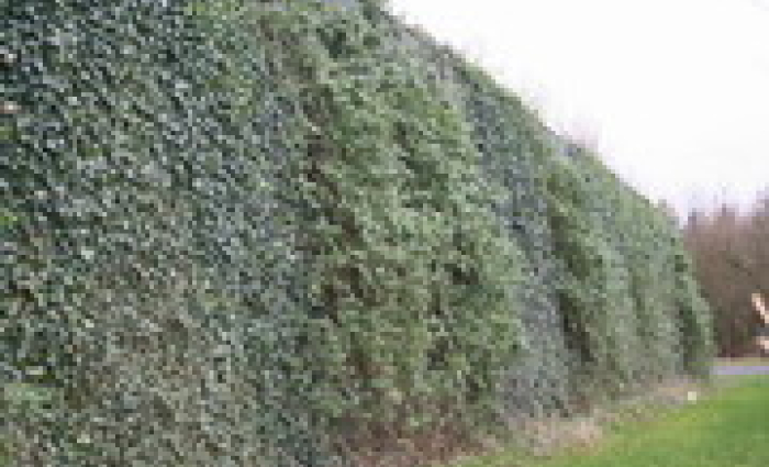groen 003.jpg
